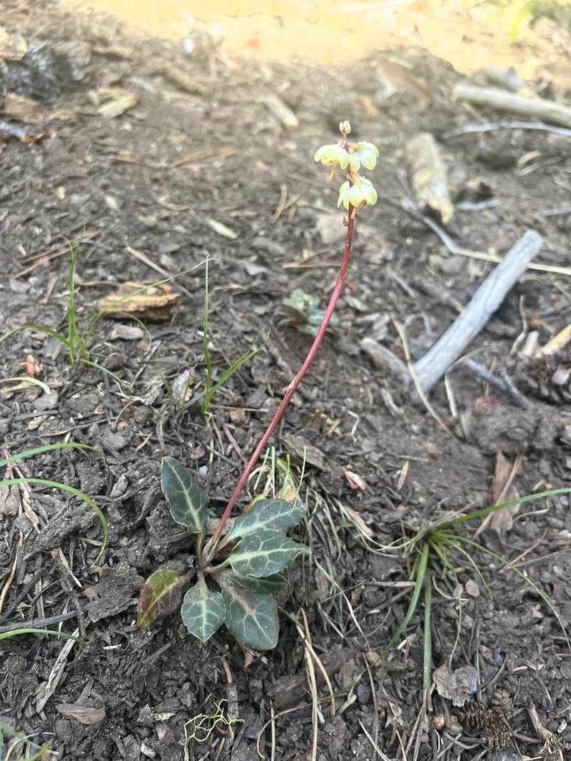 Pyrola crypta photo 5