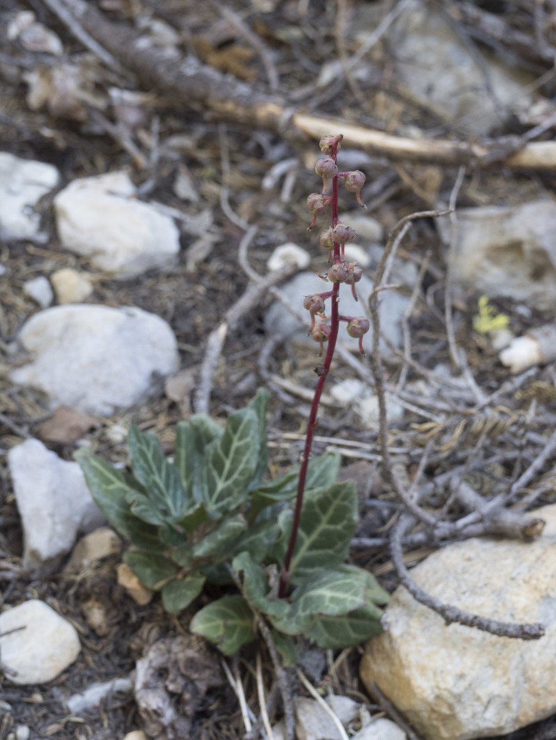 Pyrola crypta photo 6