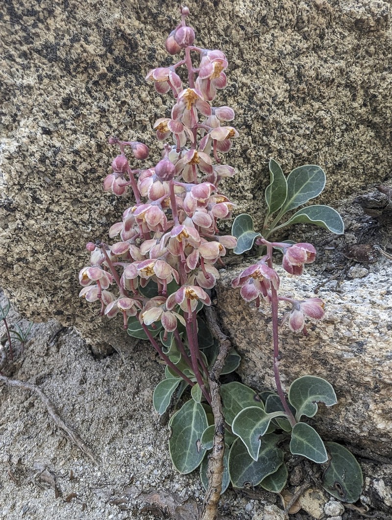 Pyrola dentata