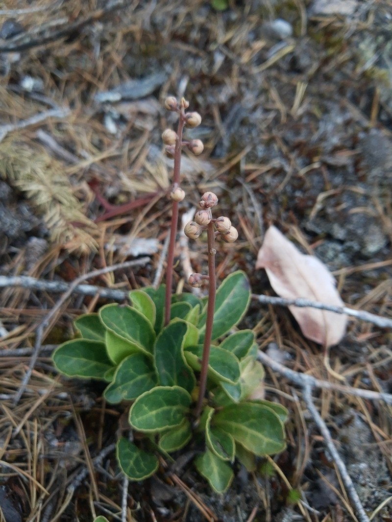Pyrola dentata photo 2