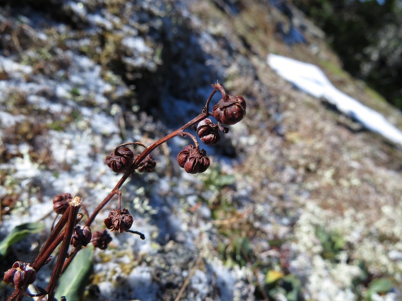 Pyrola dentata photo 3