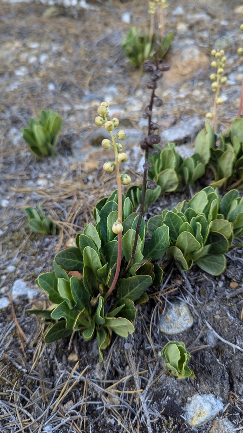 Pyrola dentata photo 4