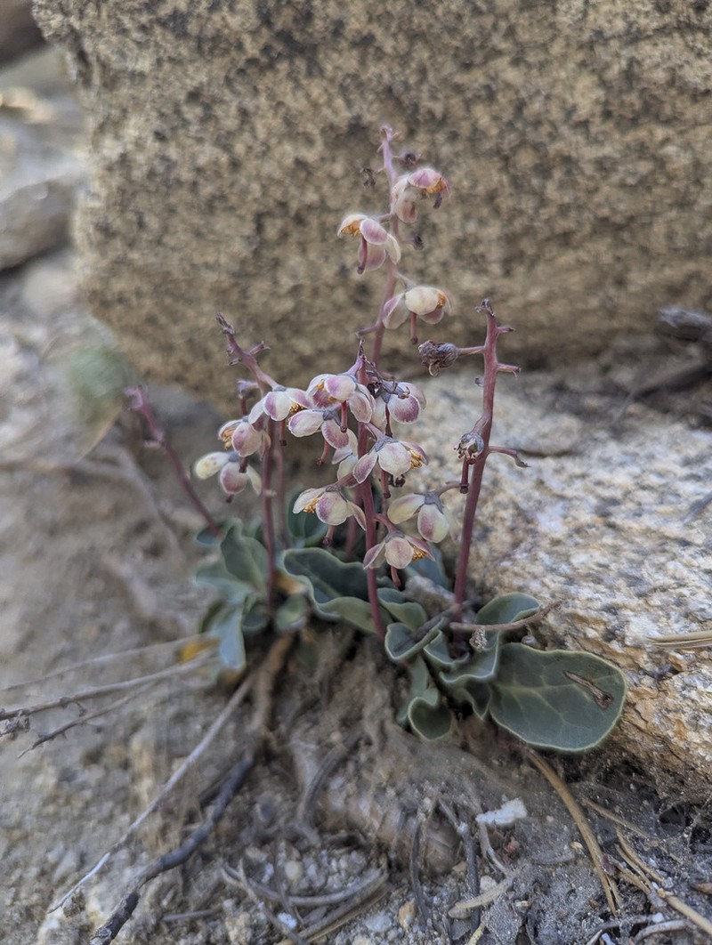 Pyrola dentata photo 5