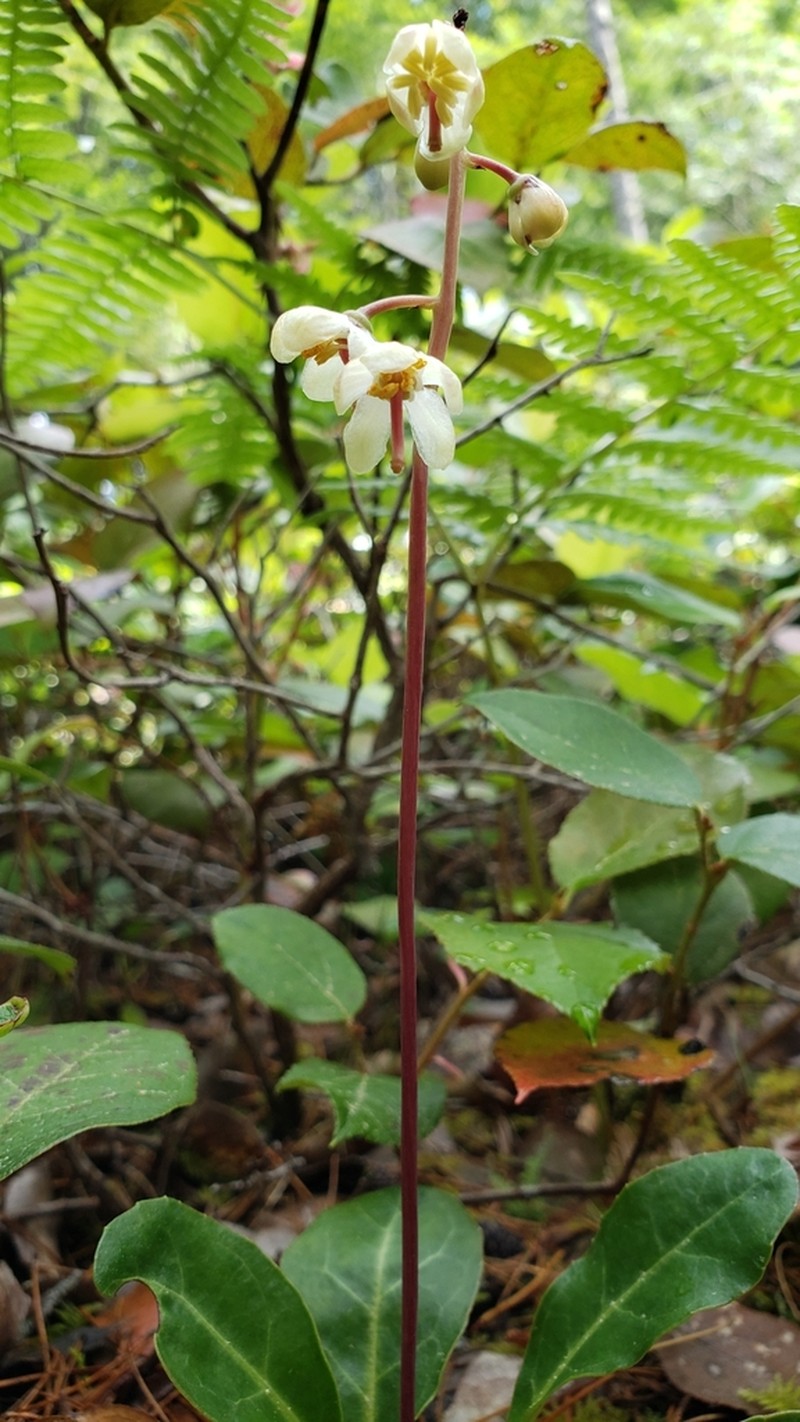 Pyrola dentata photo 7
