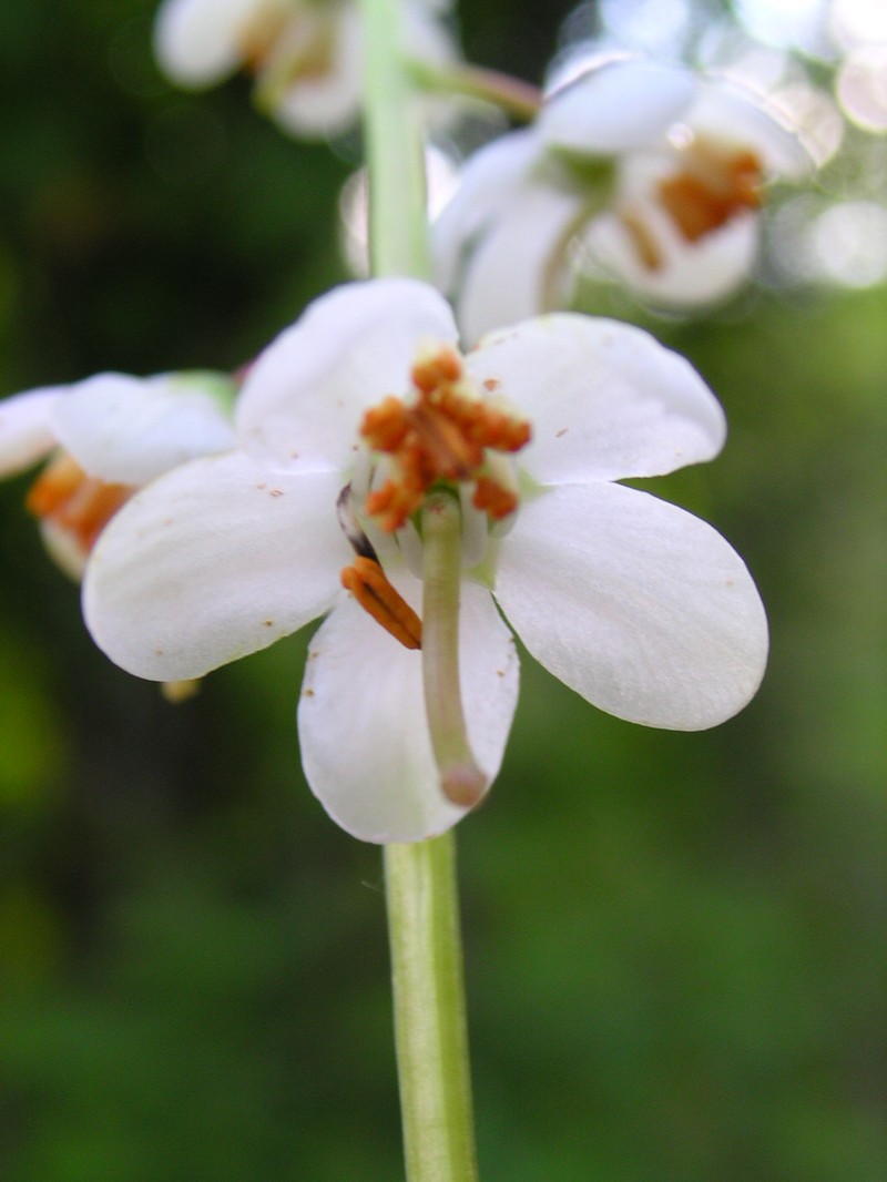 Waxflower Shinleaf photo 5