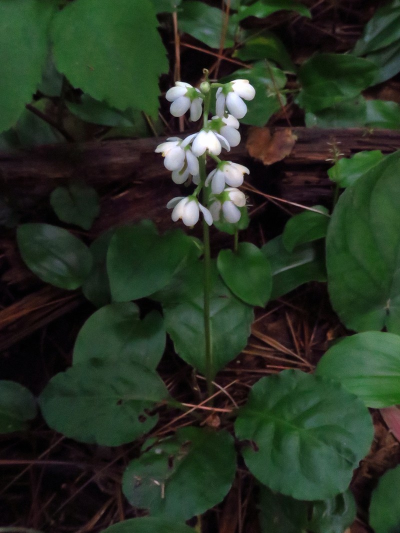 Waxflower Shinleaf photo 5