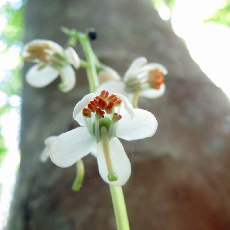 Waxflower Shinleaf photo 6