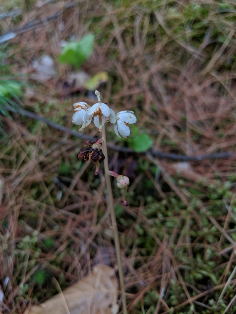 Waxflower Shinleaf photo 8