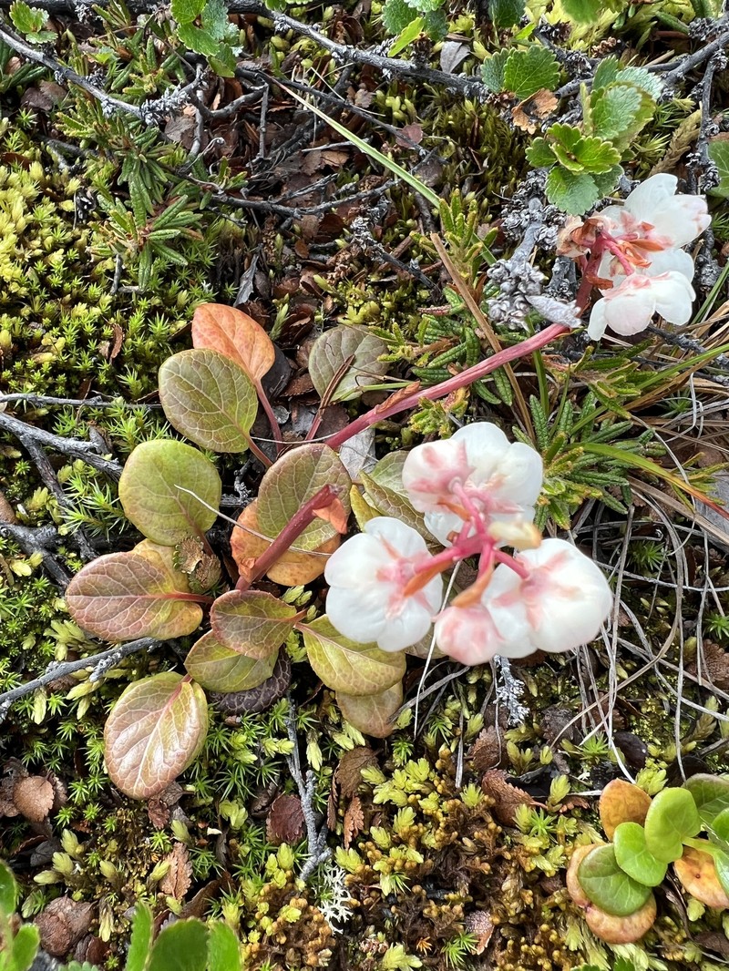 Largeflowered Wintergreen photo 2