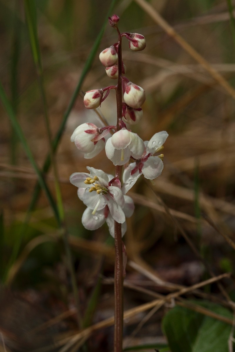 Largeflowered Wintergreen photo 3