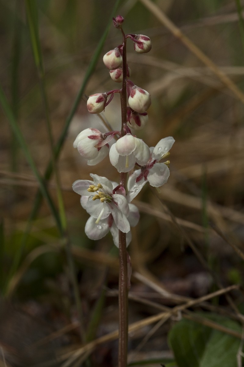 Largeflowered Wintergreen photo 4