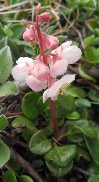 Largeflowered Wintergreen