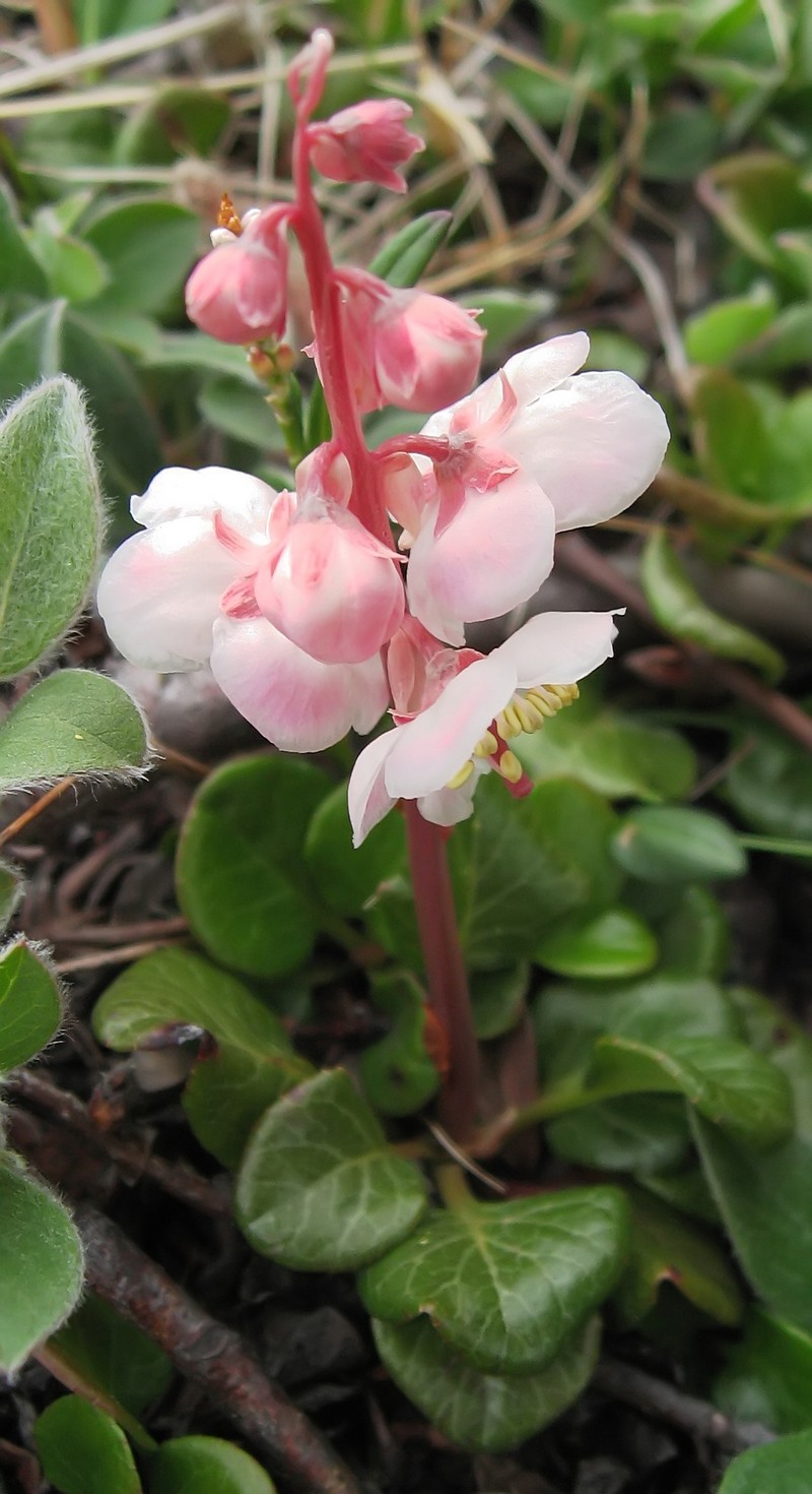 Largeflowered Wintergreen