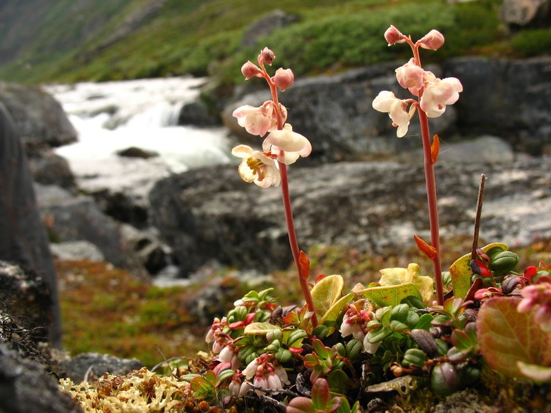 Largeflowered Wintergreen photo 3