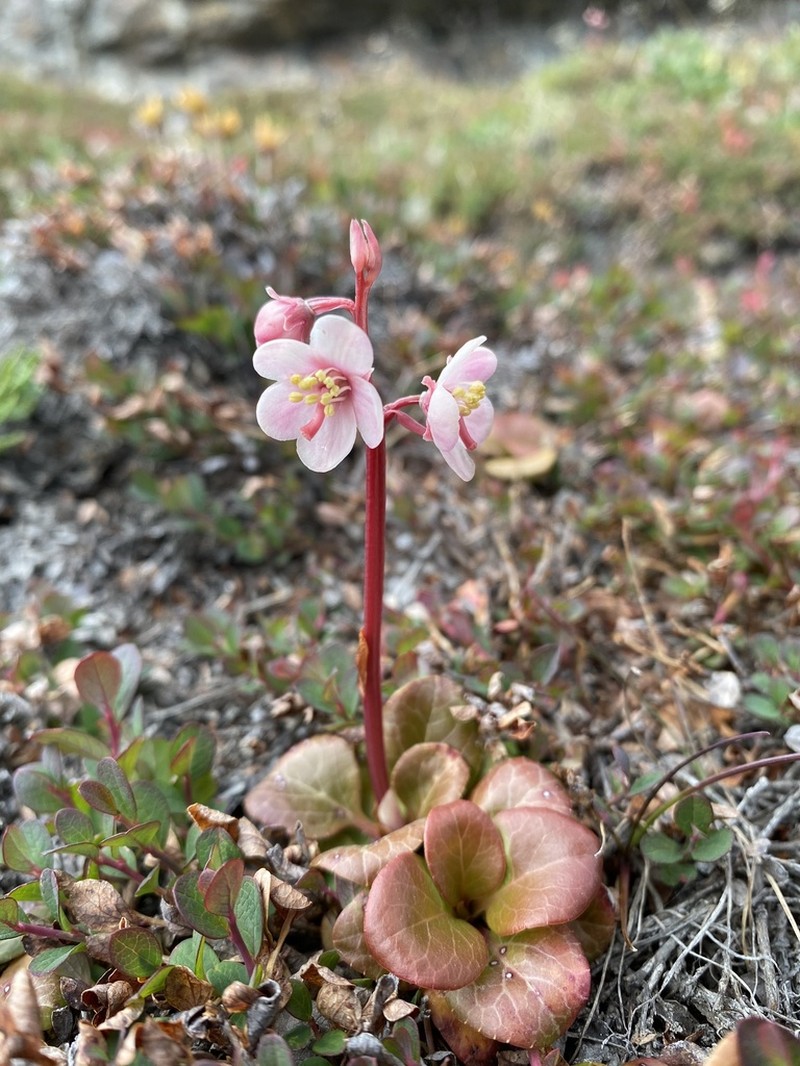 Largeflowered Wintergreen photo 4