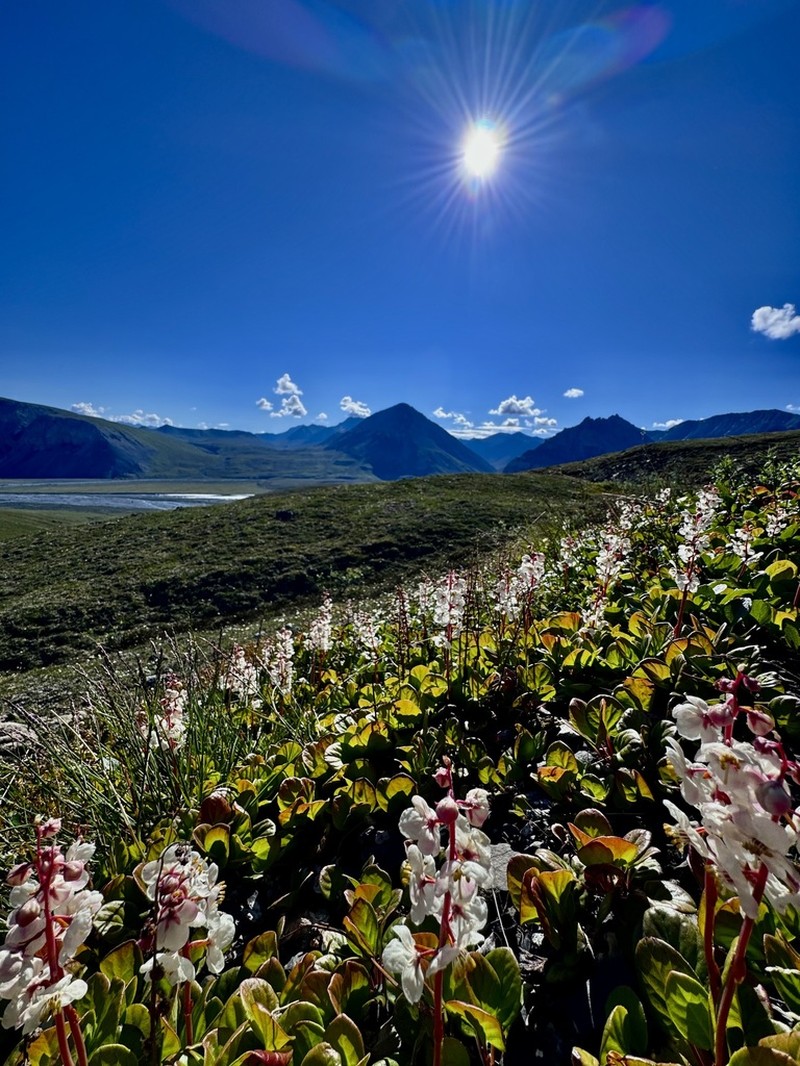Largeflowered Wintergreen photo 5