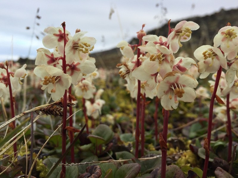 Largeflowered Wintergreen photo 6