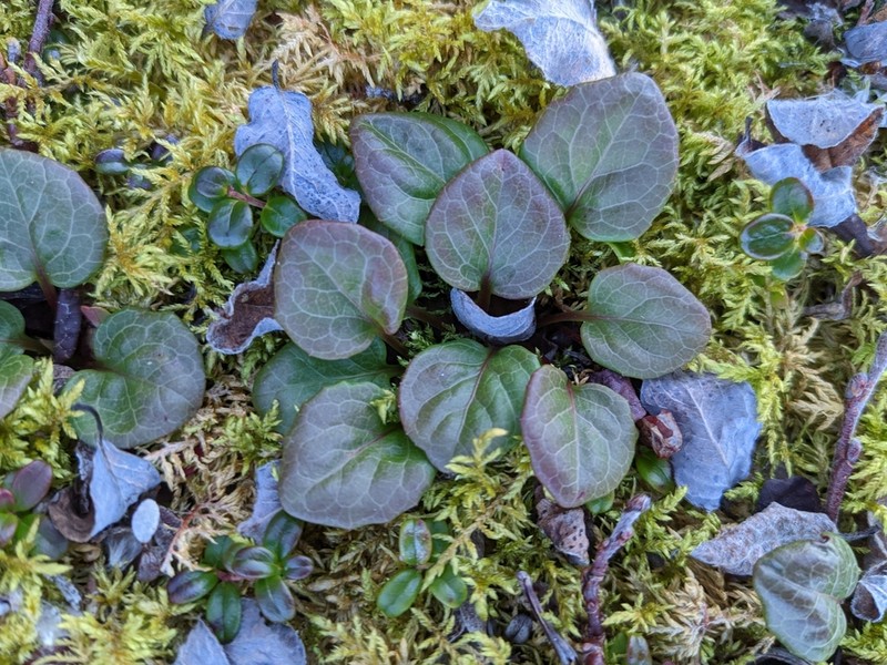 Largeflowered Wintergreen photo 7