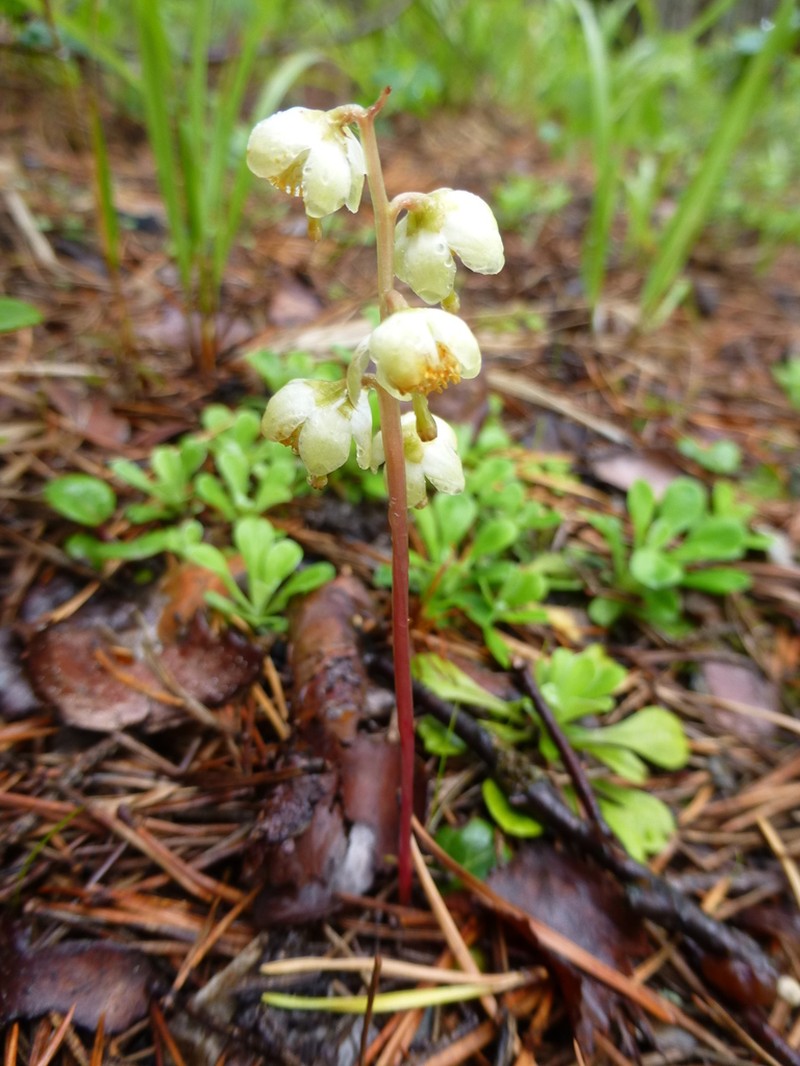 Largeflowered Wintergreen photo 8