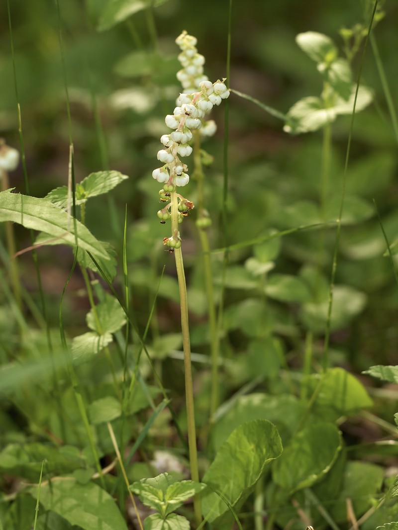 Snowline Wintergreen