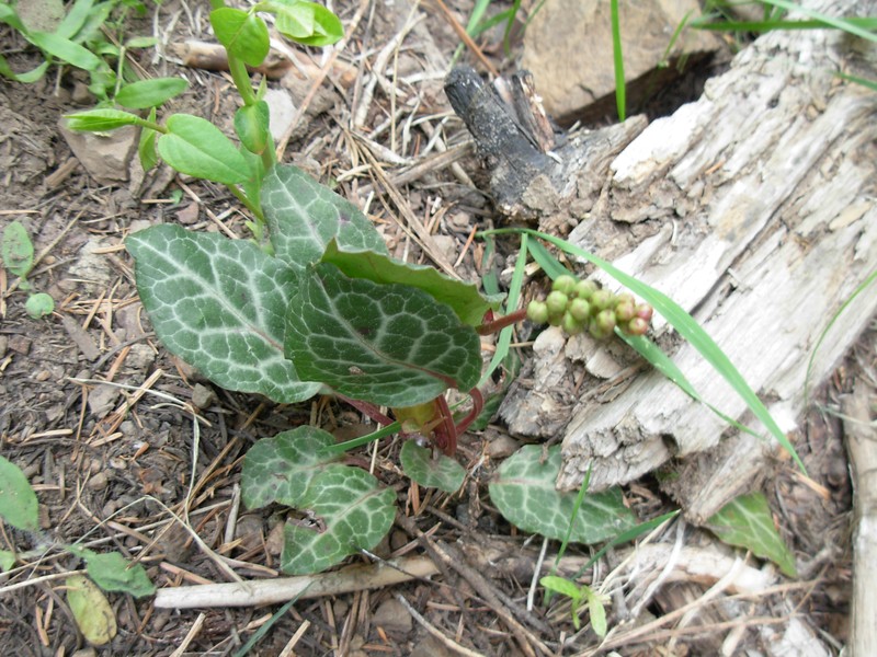 Whiteveined Wintergreen photo 4