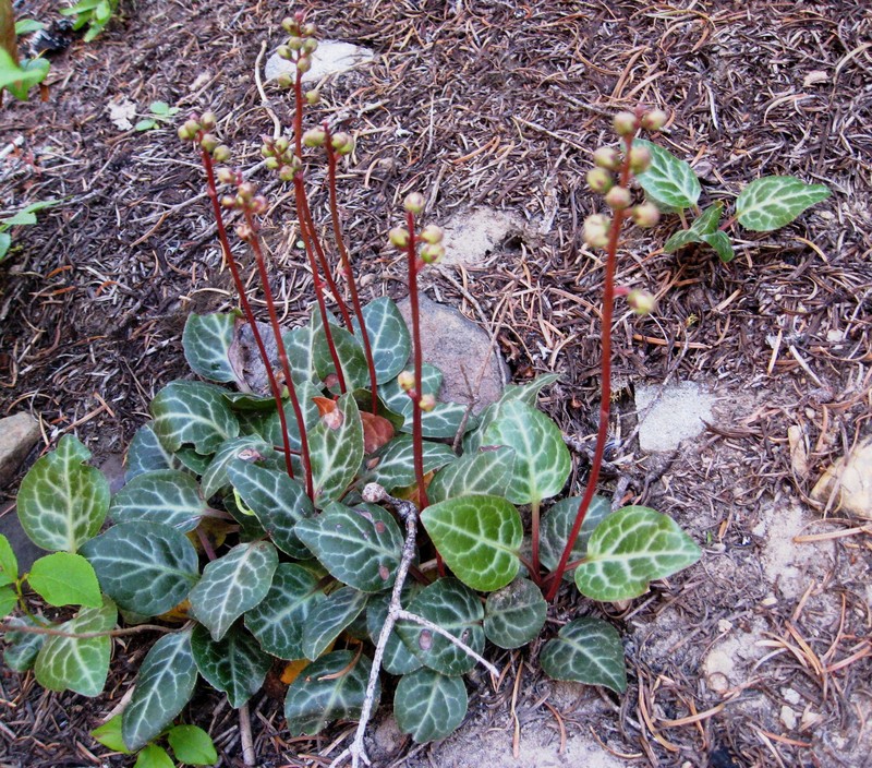 Whiteveined Wintergreen photo 5