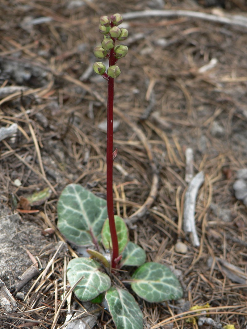 Whiteveined Wintergreen photo 6