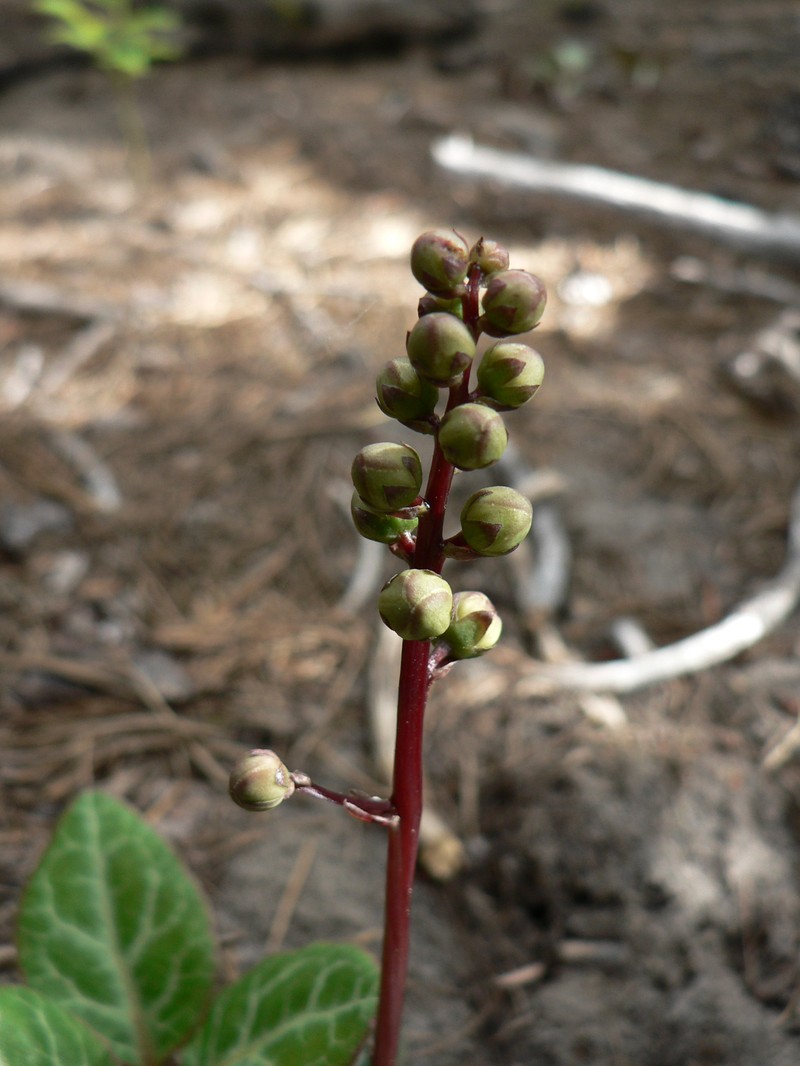 Whiteveined Wintergreen photo 7