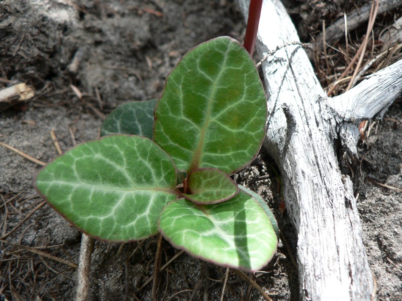 Whiteveined Wintergreen photo 2