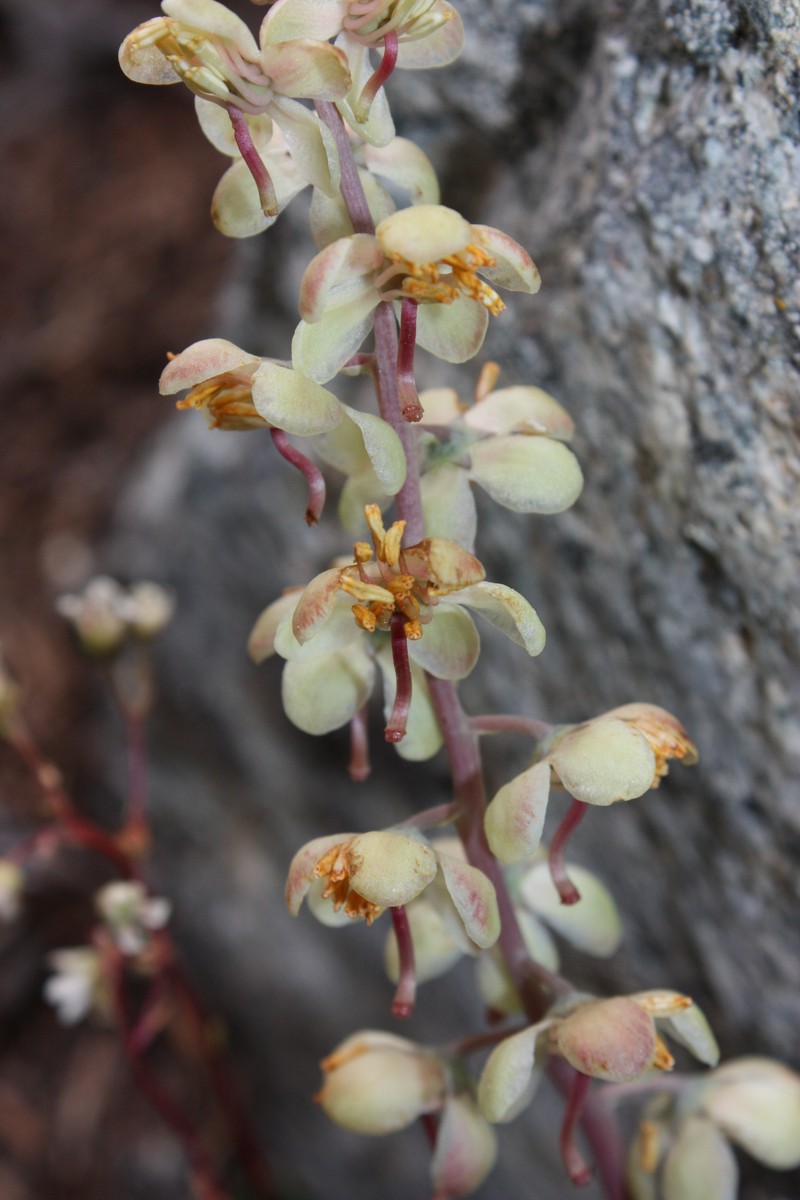 Whiteveined Wintergreen photo 3