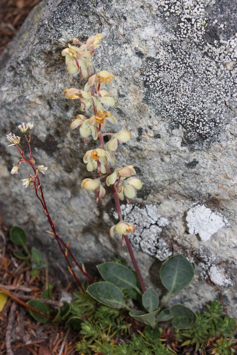 Whiteveined Wintergreen