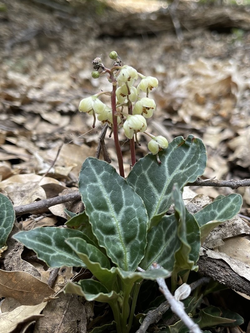 Whiteveined Wintergreen photo 3