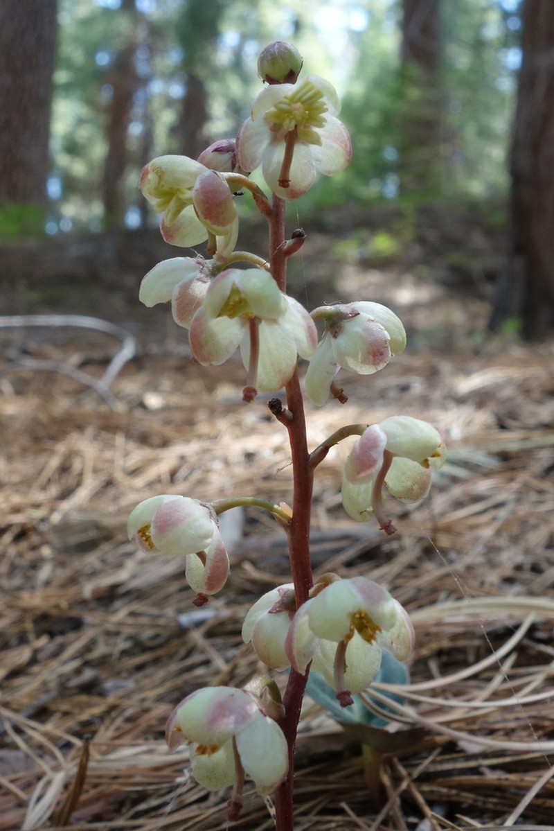Whiteveined Wintergreen photo 4