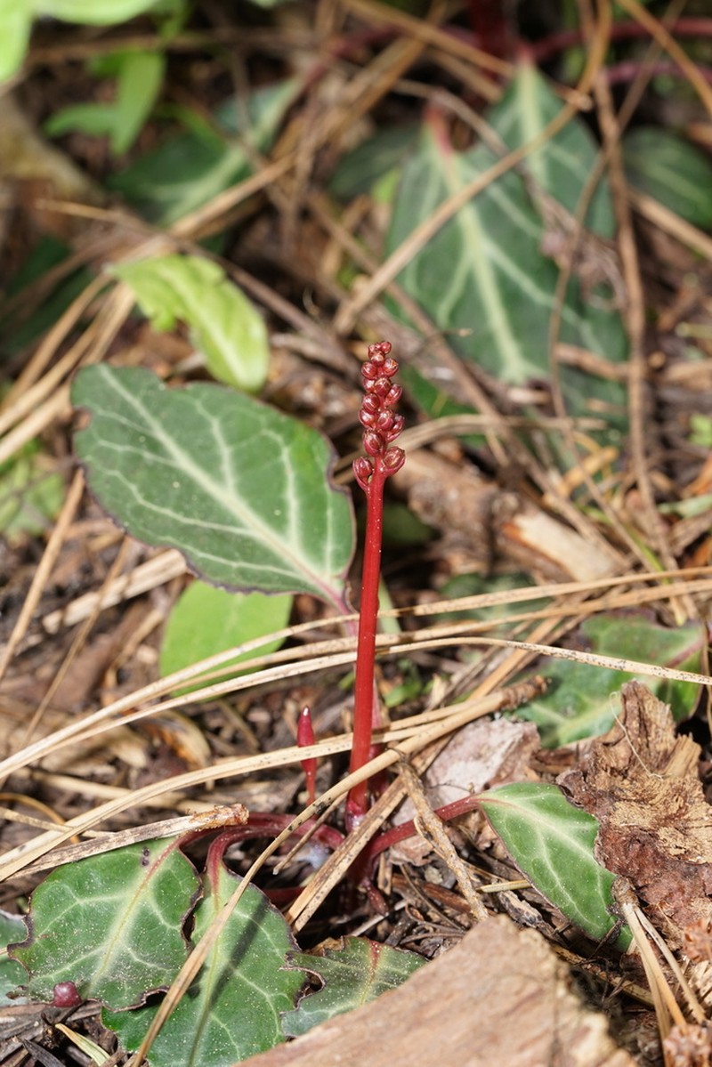 Whiteveined Wintergreen photo 5