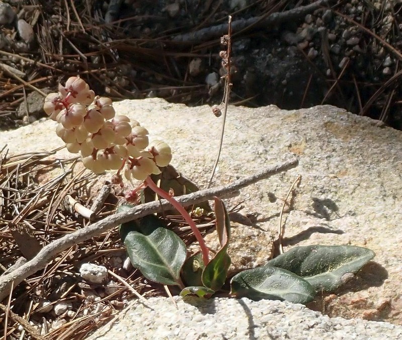 Whiteveined Wintergreen photo 6
