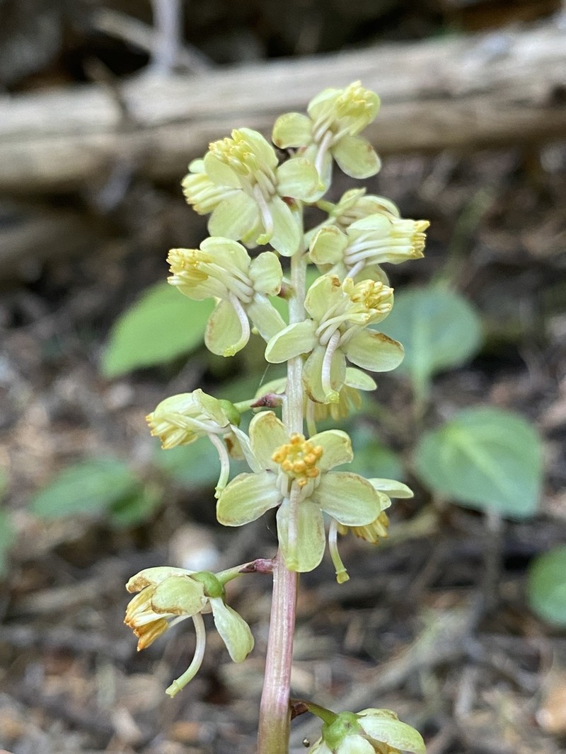 Whiteveined Wintergreen photo 7