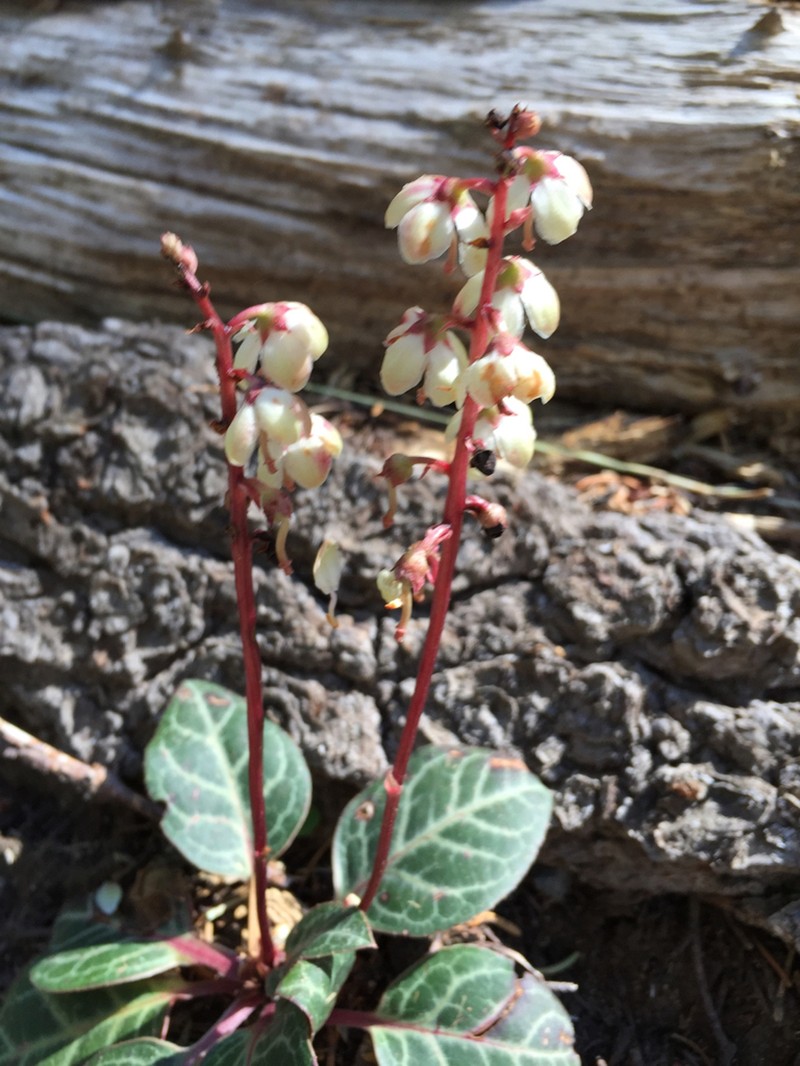 Whiteveined Wintergreen photo 8