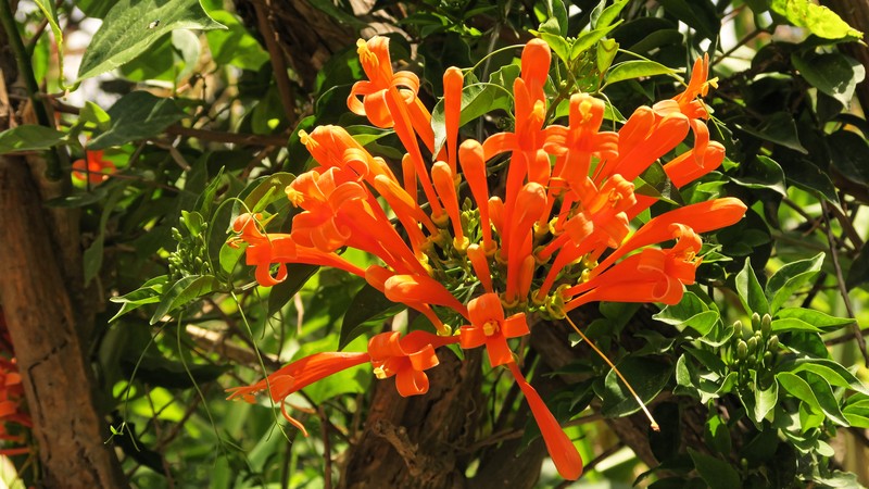 Flamevine photo 2