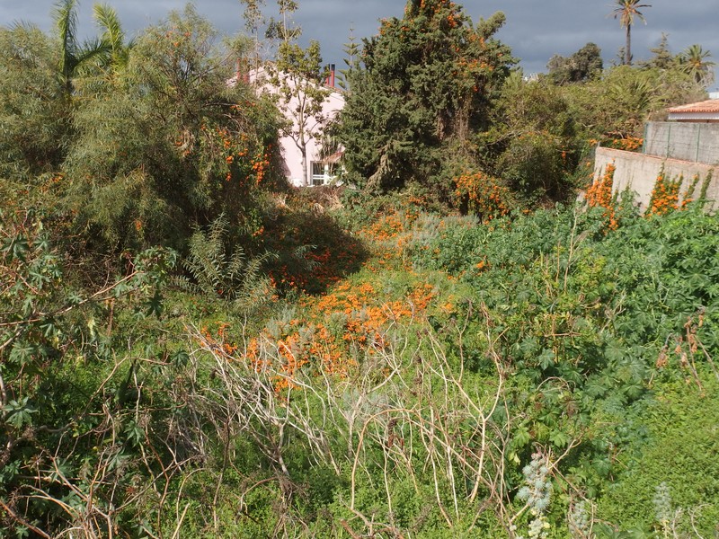 Flamevine photo 3