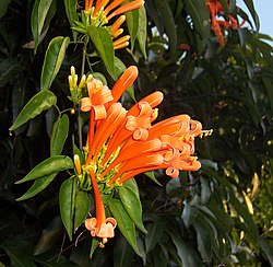 Flamevine