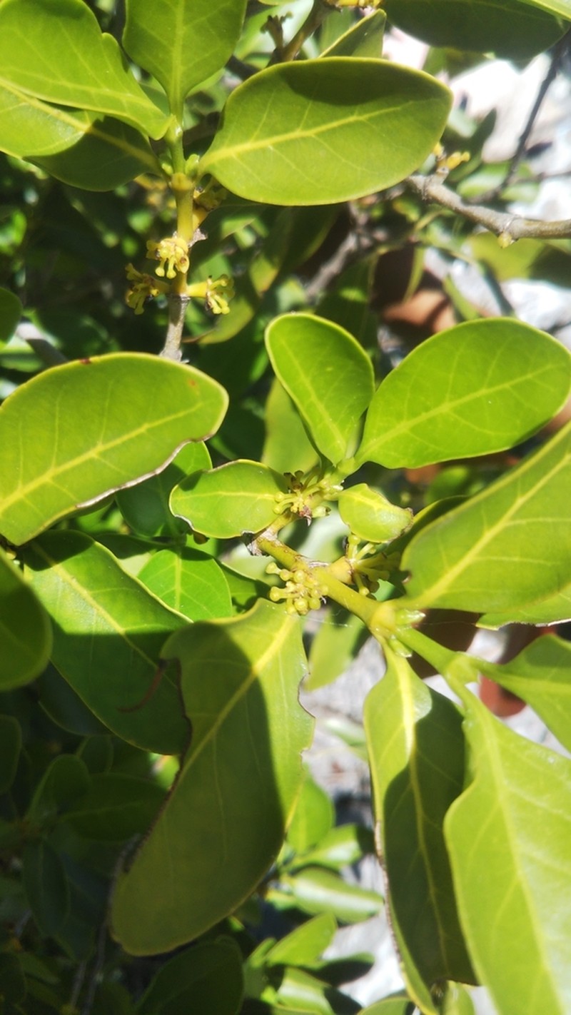 Pyrostria andringitrensis photo 4