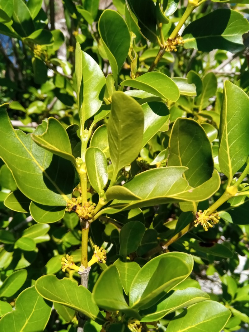 Pyrostria andringitrensis photo 5