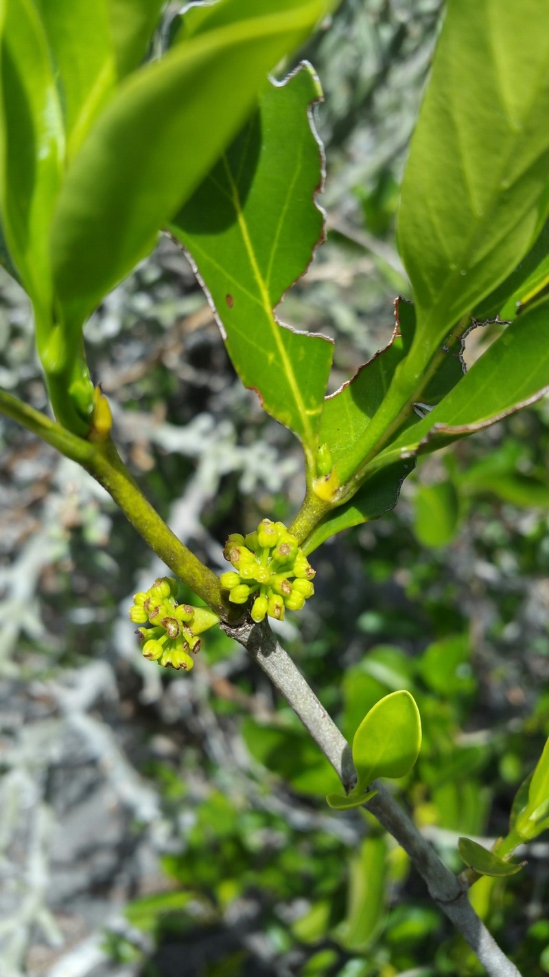Pyrostria andringitrensis photo 6