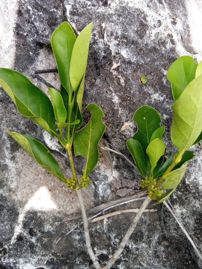 Pyrostria andringitrensis photo 7