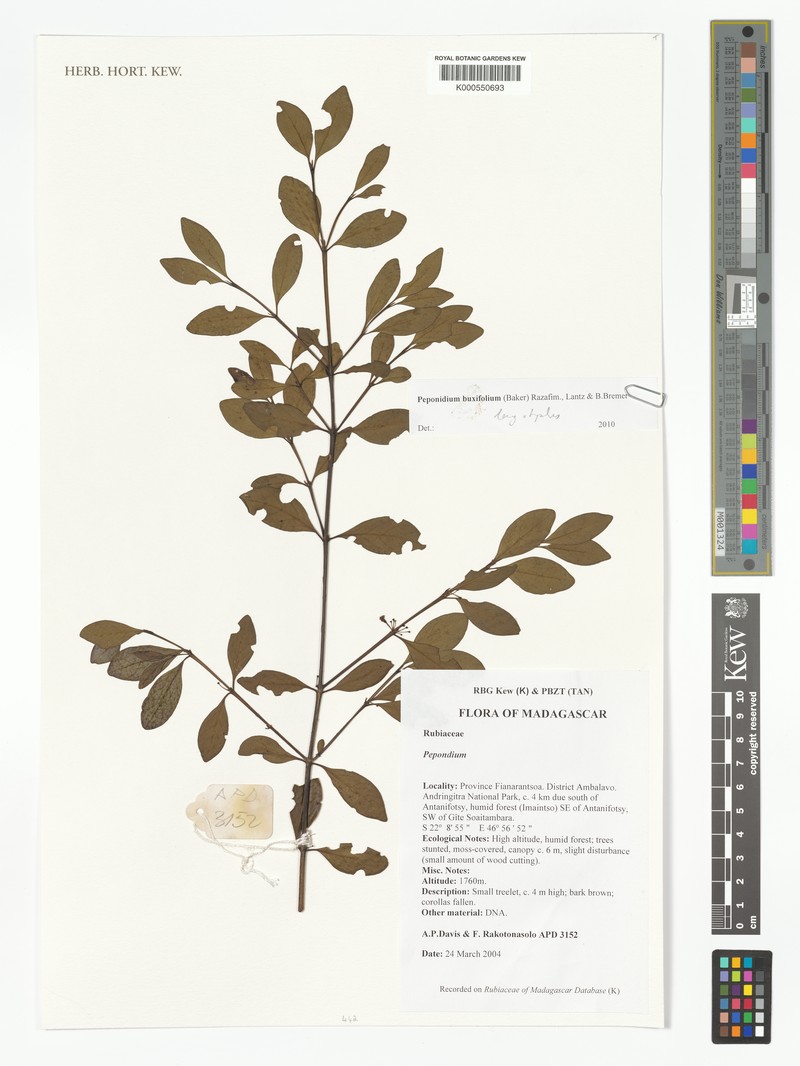 Pyrostria andringitrensis photo 8