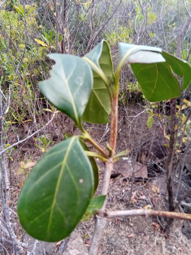 Pyrostria mandrarensis