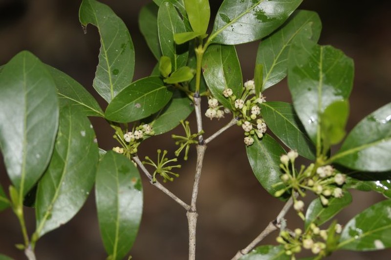 Pyrostria mandrarensis photo 3