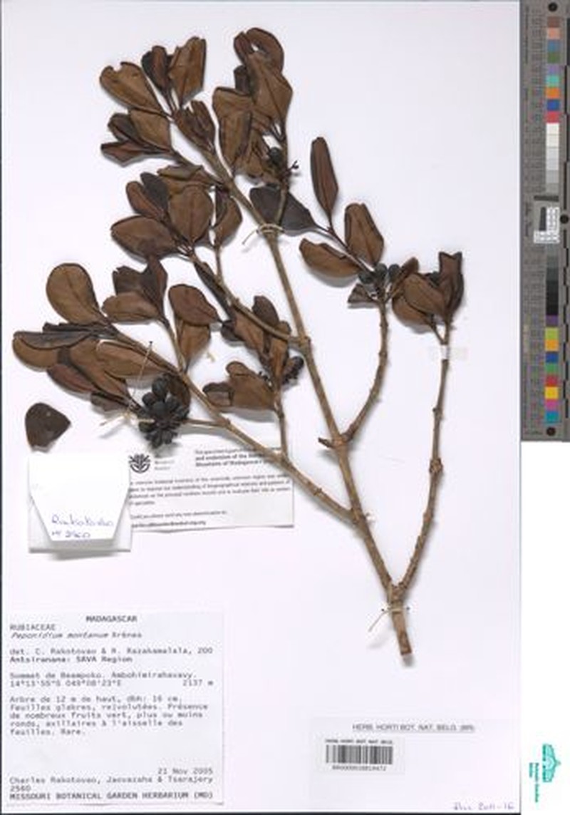 Pyrostria montana