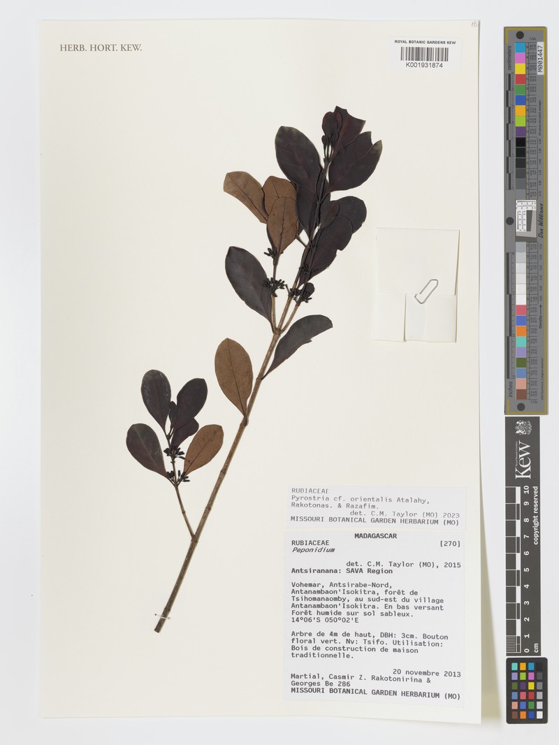 Pyrostria orientalis
