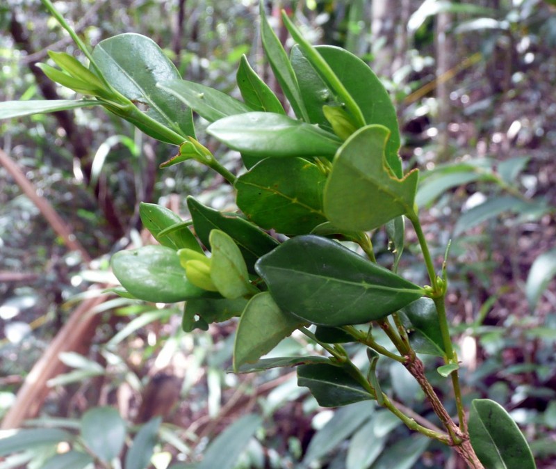 Pyrostria orientalis photo 2